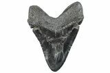 Huge, Fossil Megalodon Tooth - South Carolina #289373-2